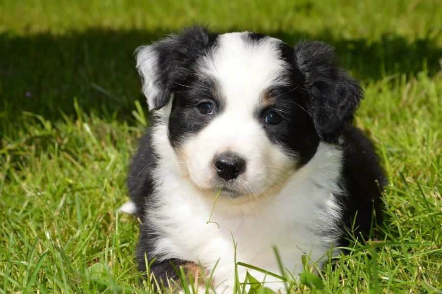  regalo cuccioli di australiano pastore disponibili per l'adozione