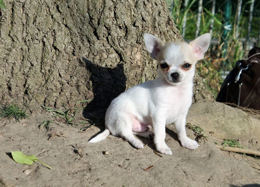   cuccioli di chihuahua  ( per regalo )