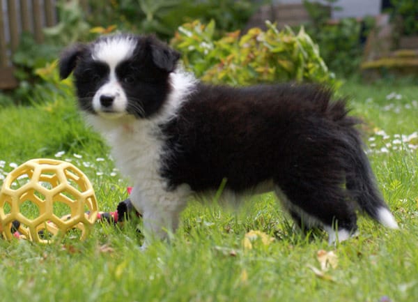 Cuccioli di AUSTRALIANO PASTORE  ( per regalo )