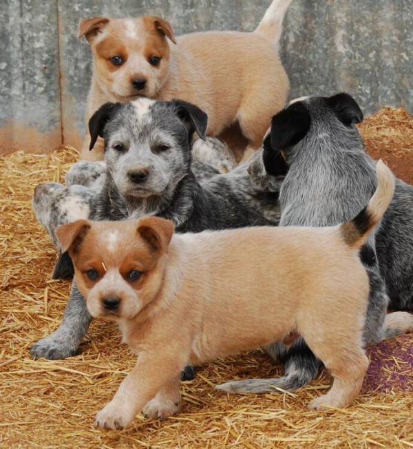 Regalo cuccioli di cane Australian Cattle per l'adozione disponibili
