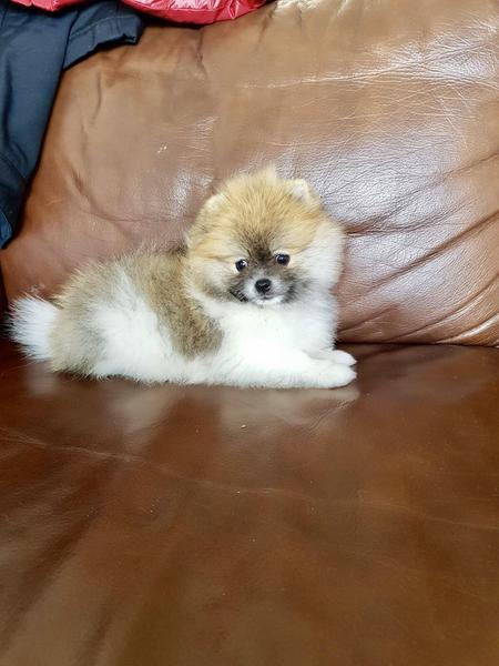  { Regalo Volpino di pomerania (spitz tedesco nano