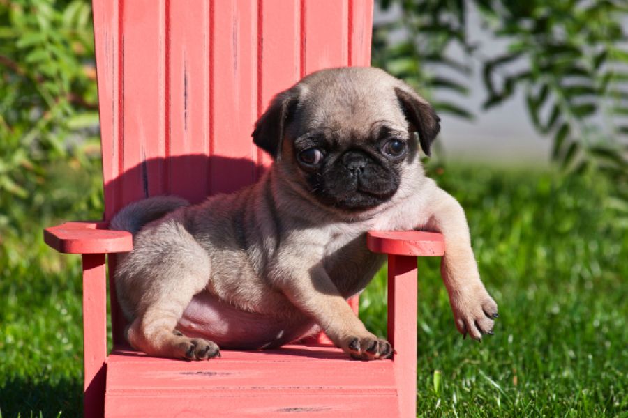 Cucciolo di Carlino 