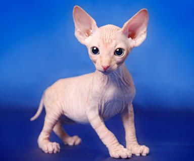 Gattino CANADIAN SPHYNX