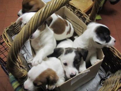 REGALO JACK RUSSEL CUCCIOLI (PEDIGREE) (belle)