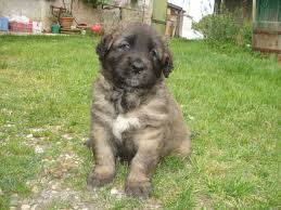 Leonberger cuccioli per l'adozione