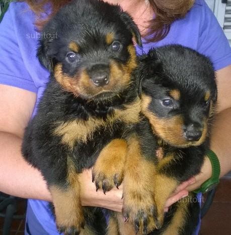 Cuccioli Rottweiler