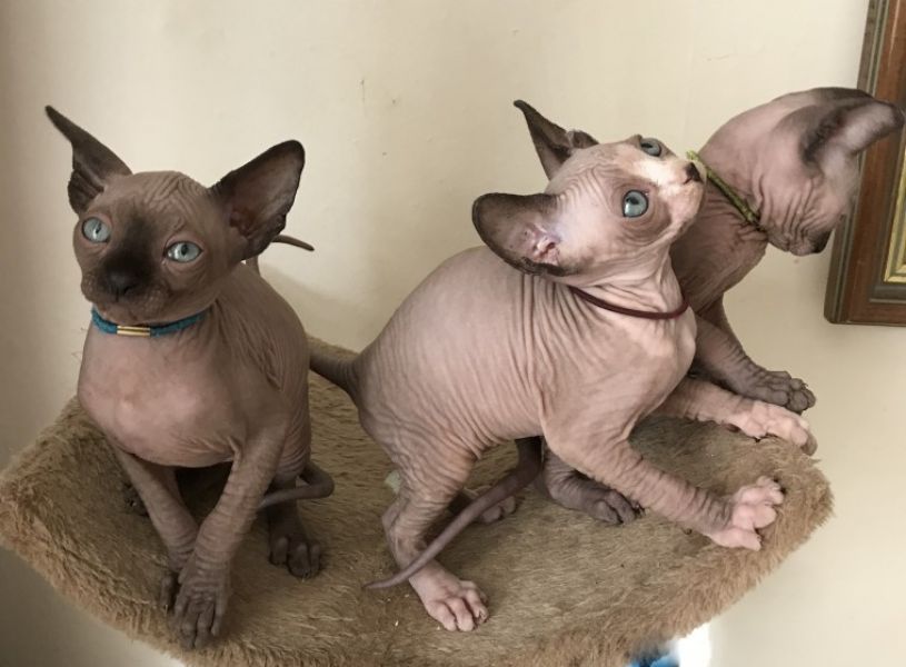 Adorabili gattini Sphynx in regalo