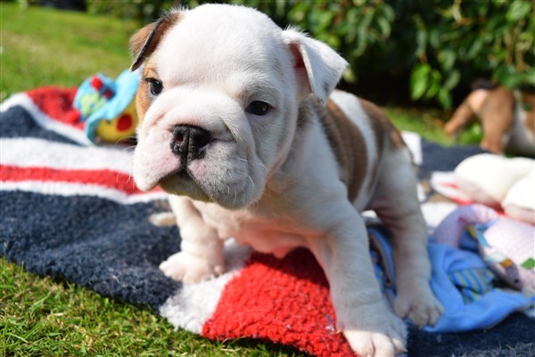 Regalo Bulldog inglese cuccioli disponibili