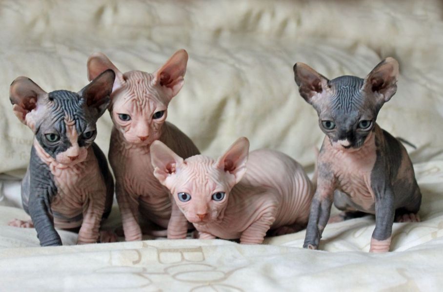 Gattini Sphinx carino bella loof