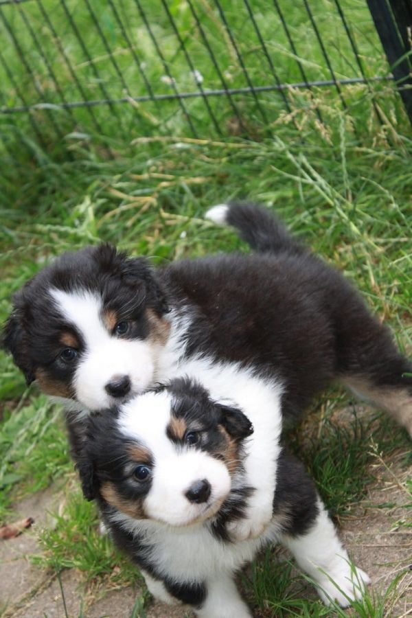  cuccioli di AUSTRALIANO PASTORE  per adozione ( maschio e femmina )