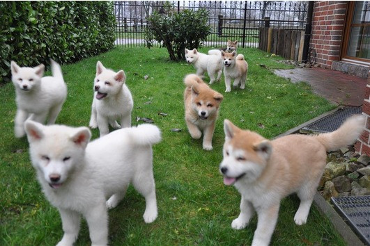 Regalo Akita Splendidi cuccioli..