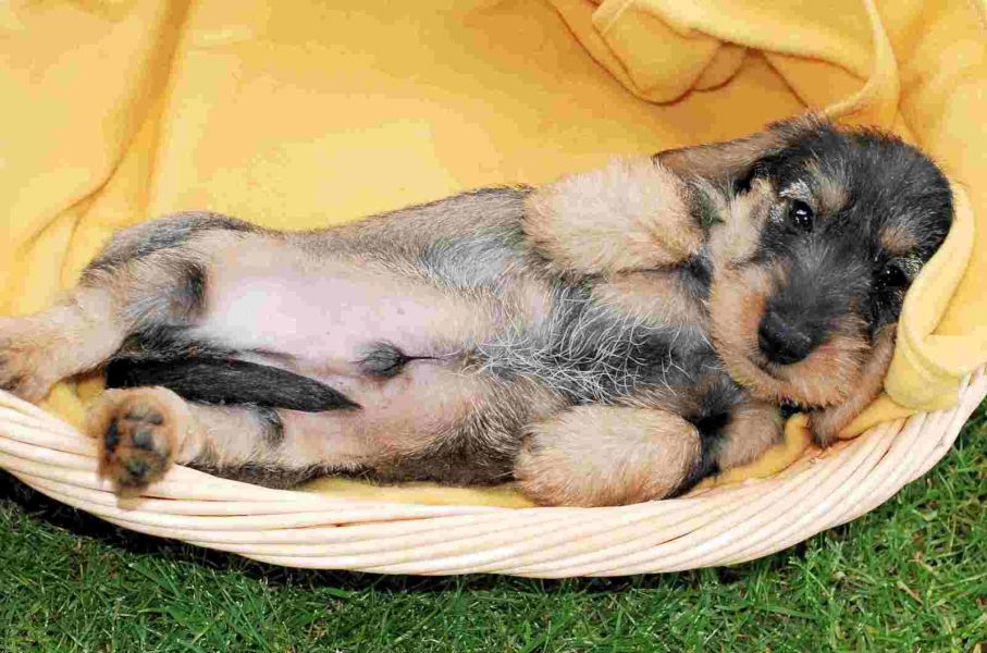 Cuccioli di bassotti  per adozione ( regalo  )