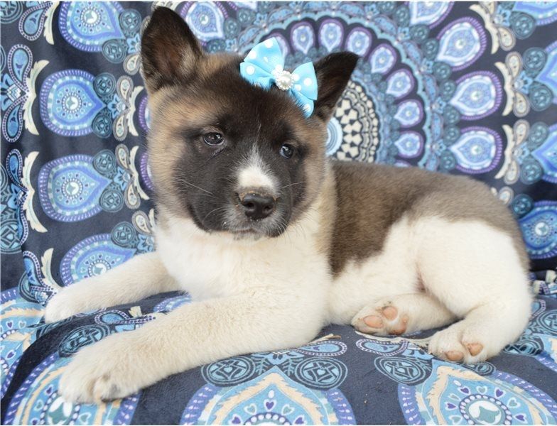 Regalo Cucciolo di Akita inu in pronta consegna i cuccioli verranno Dato dopo 90 giorni dalla nascit