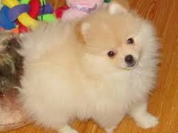 Bellissimi cuccioli di Volpino Pomerania