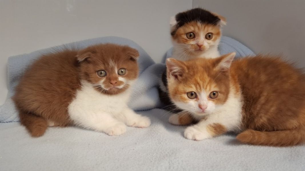 Scottish fold gattini a vostra disposizione in regalo