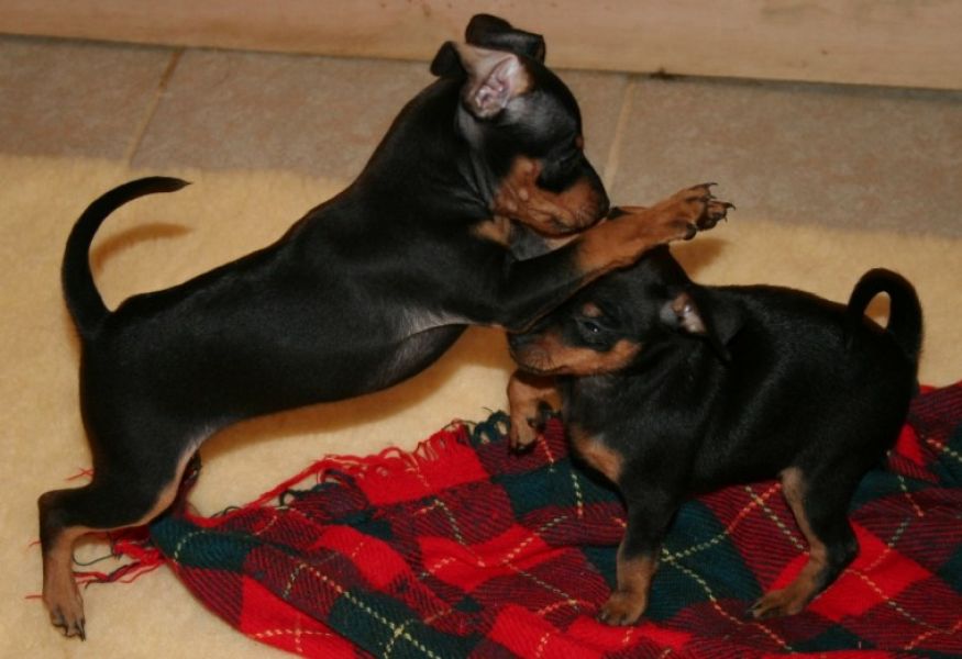  Regalo adorabili cuccioli Dobermann