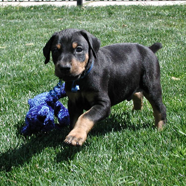 Cuccioli di doberman  ( gratis)