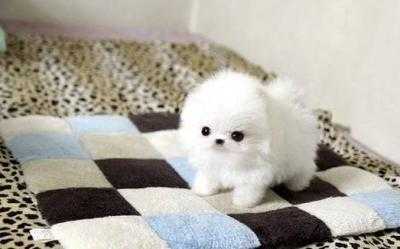 Regalo Volpini cuccioli di pomerania Piccoli