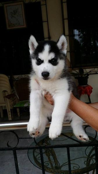 Regalo cuccioli siberian husky