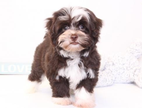 REGALO Dolci cuccioli Havanese per l'adozione abbiamo cuccioli Havanese molto felice e sorprendente.