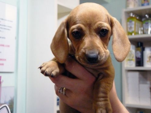 Adorabili cuccioli di Bassotto femminucce e maschietti disponibili per l'adozione gratuita