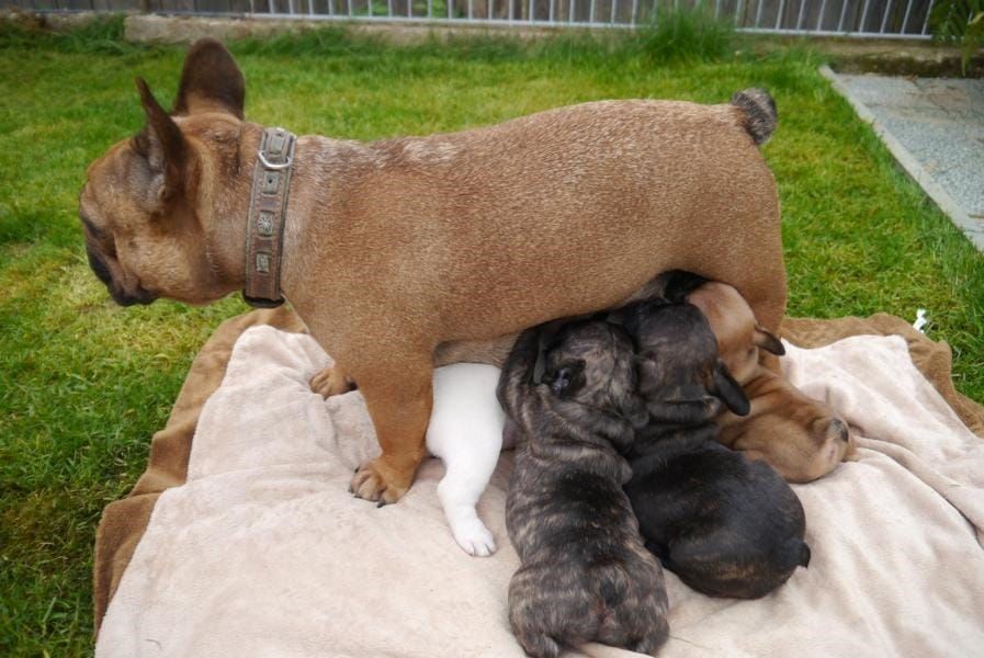 Adorabili cuccioli di Bulldog Francese femminucce e maschietti disponibili per l'adozione gratuita
