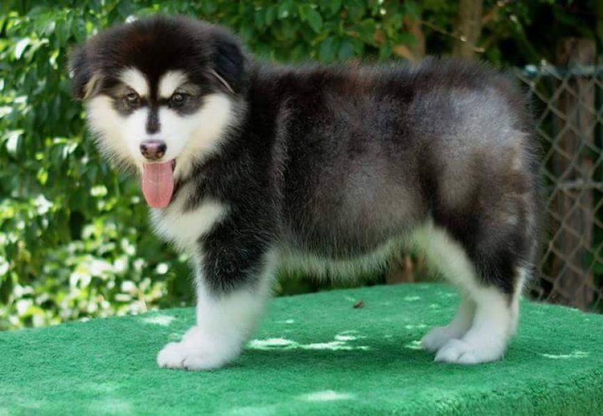  cuccioli di Sibarian husky  per adozione ( maschio e femmina )