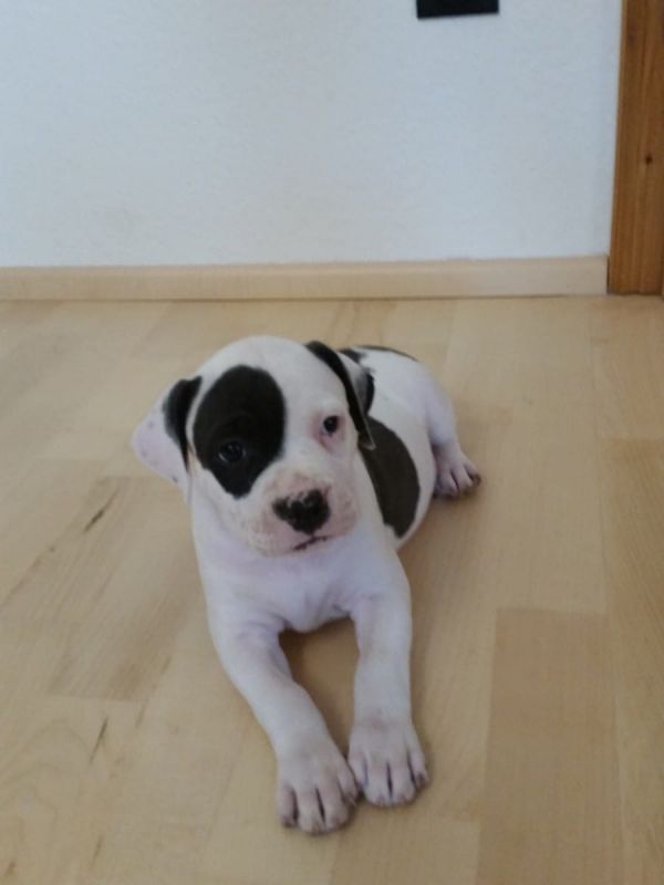   cuccioli di pitbull  per adozione ( regalo  )