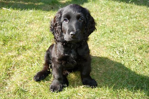 Adorabili cuccioli di cocker spaniel femminucce e maschietti disponibili per l'adozione 