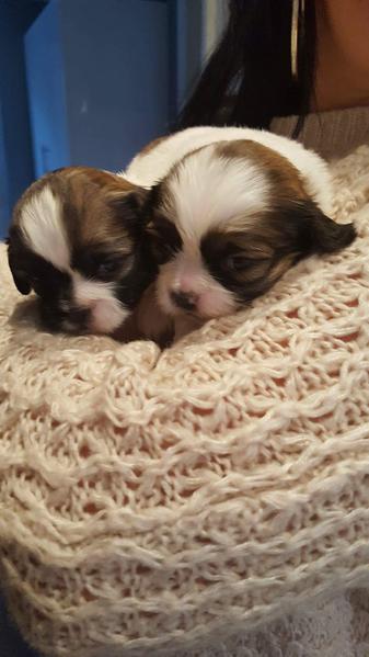 Abbiamo una bellissima cucciolata di SHIH-TZU trcolore.