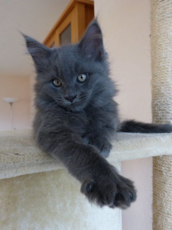  gattini main coon per adozione per adozione ( maschio e femmina )