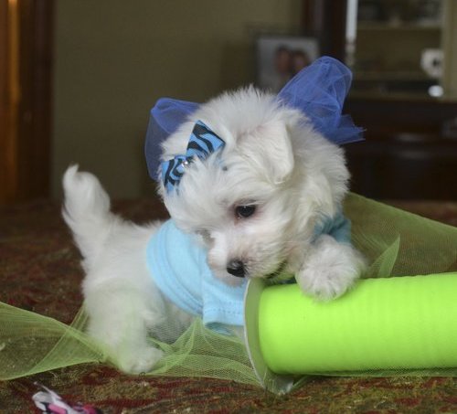 Dolce cuccioli di  maltese toy  in cerca di una nuova casa.