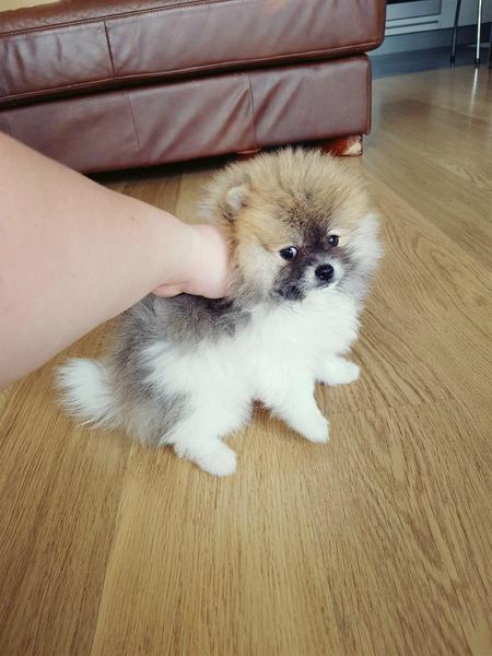 Regalo Volpini cuccioli di pomerania