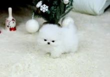 Belle Pomerania cuccioli 