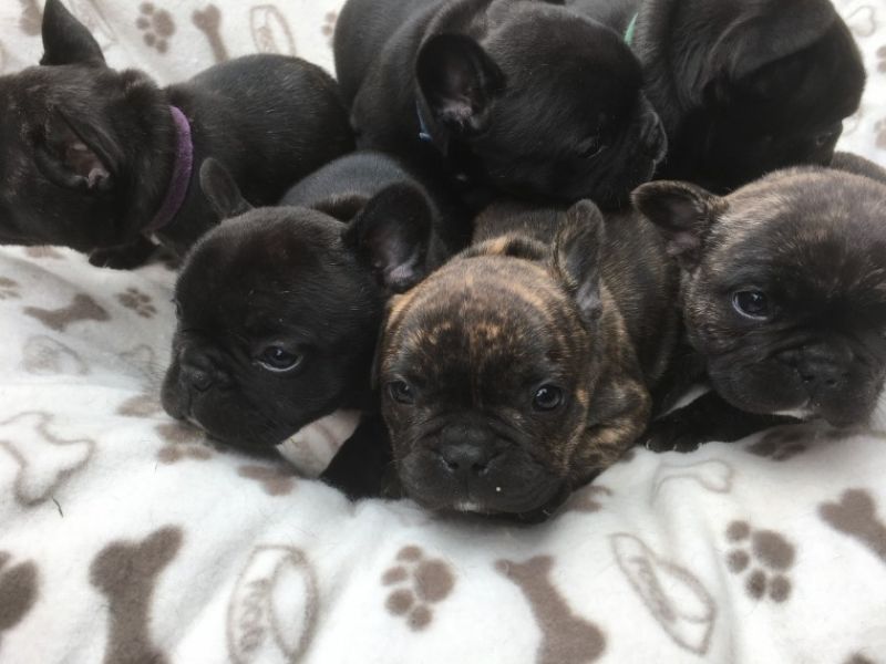 REGALO Cuccioli di Bulldog Francese