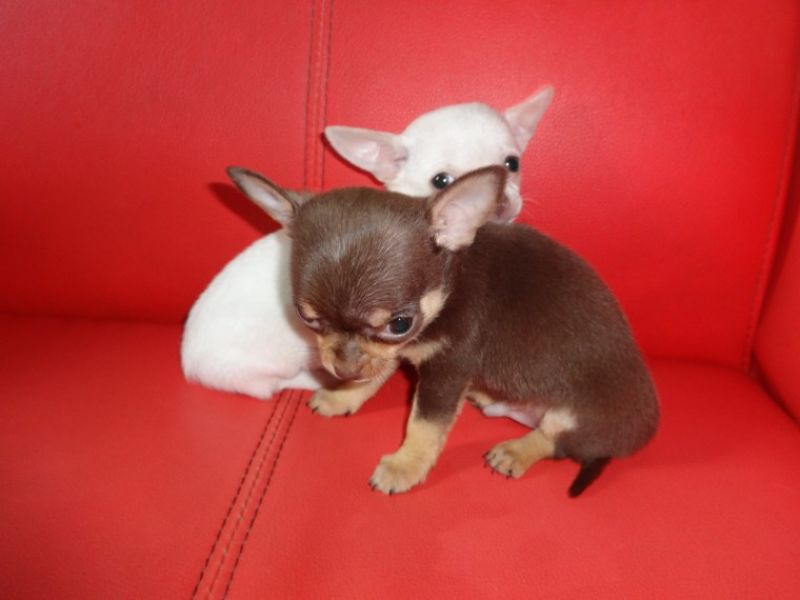 Regalo cuccioli di chihuahua Mini toy