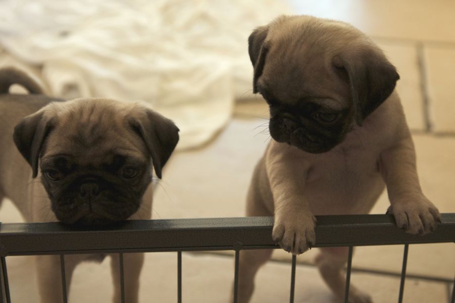  regalo cuccioli di carlino  disponibili per l'adozione