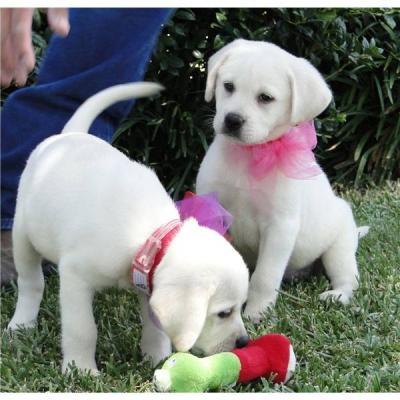 Cuccioli di Labrador