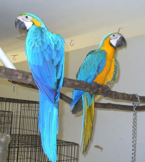  Regalo blu e oro pappagalli ara in cerca di nuove case