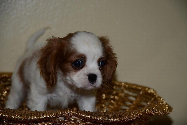 Cavalier King