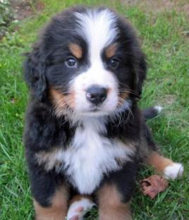 Cuccioli bovaro del bernese in Regalo