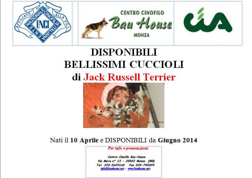 Cuccioli di jack russel terrier