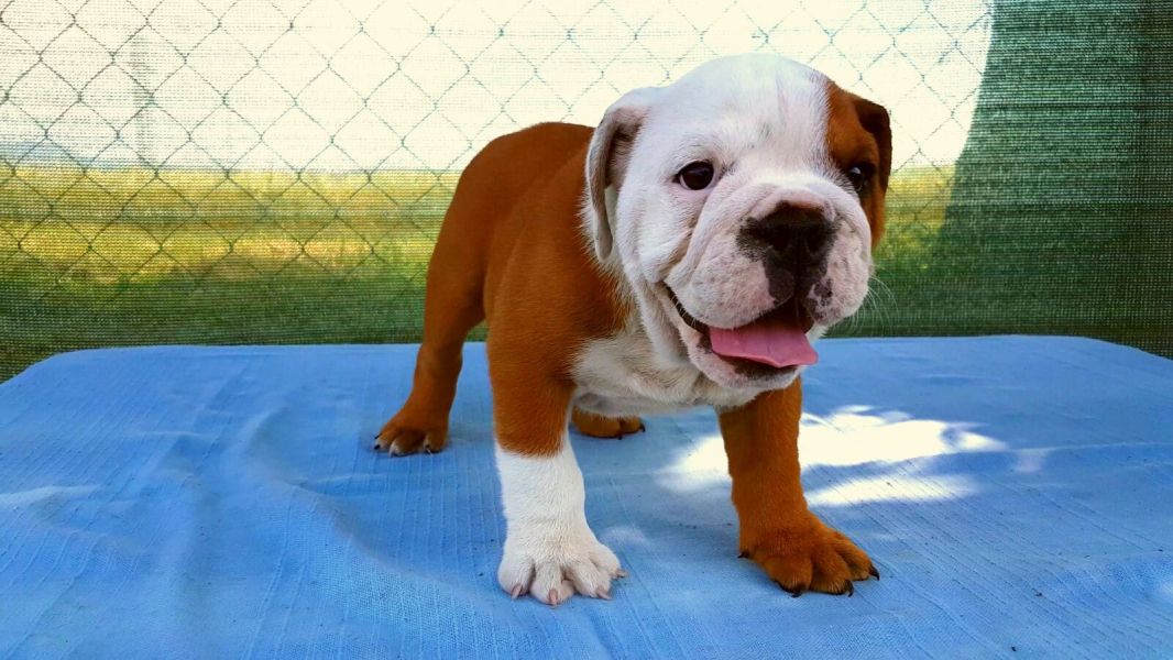  cuccioli di bulldog inglise  per adozione ( maschio e femmina )