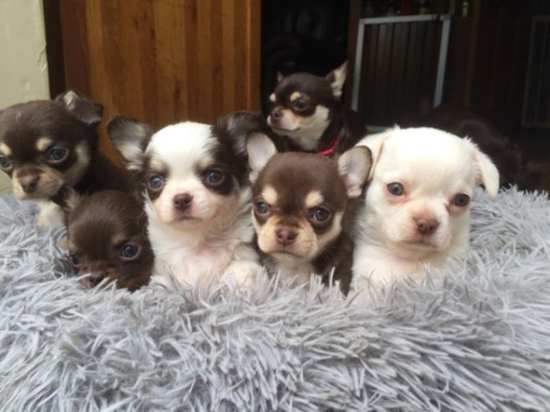 Regalo cuccioli di chihuahua Mini toy 