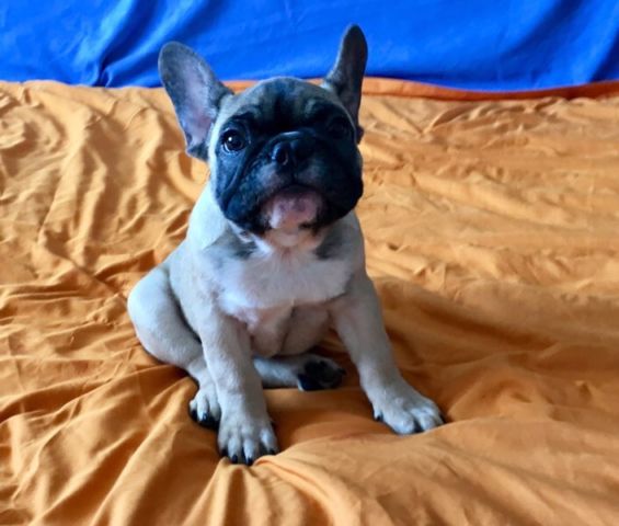 Regalo Cuccioli di Cane a Bulldog Francese