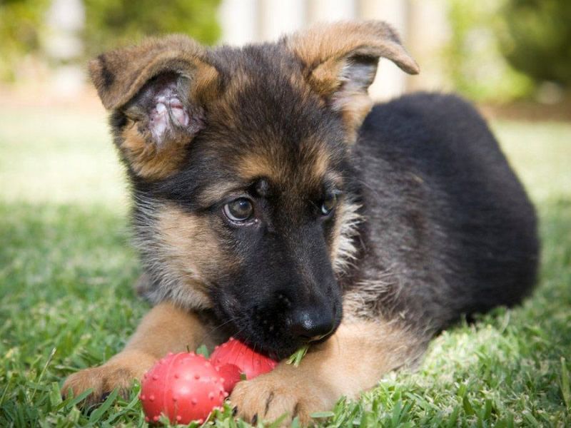 Regalo cuccioli di pastore tedesco