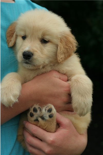 REGALO Golden retriver cuccioli