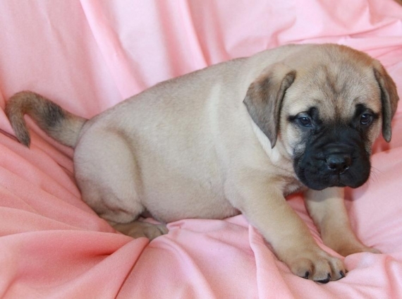 Regalo abbiamo cuccioli di BullMastiff