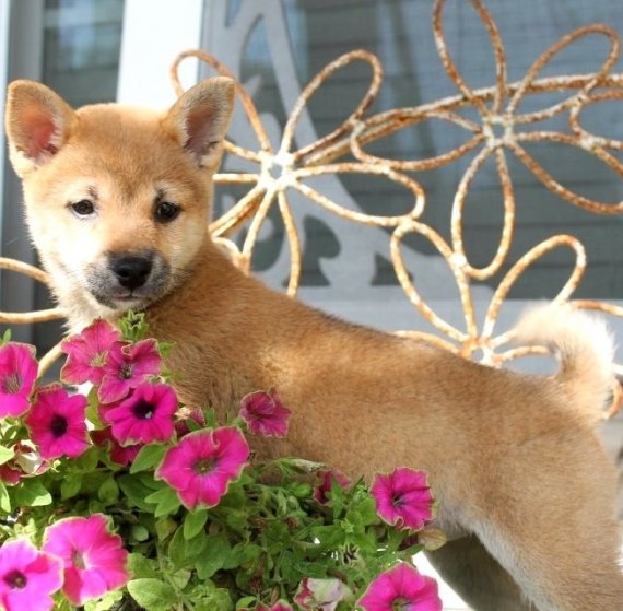 REGALO Cuccioli di Shiba Inu