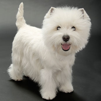 Adorabili cuccioli di West highland femminucce e maschietti disponibili per l'adozione